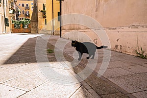 Black cat with yellow eyes on the street