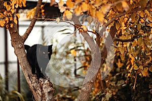 Black cat with yellow eyes on a tree with yellow leaves