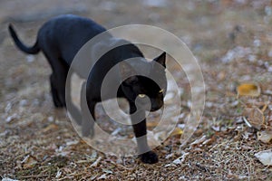 Black cat with yellow eyes walking down the street