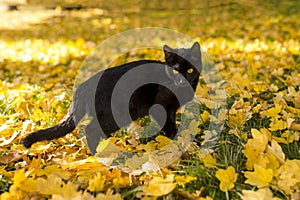 Black cat with yellow eyes walking on the grass