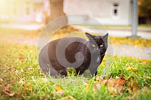 Black cat with yellow eyes is walking on grass, yellow autumn leaves on background, toned picture