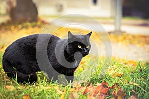 Black cat with yellow eyes is walking on grass, yellow autumn leaves on background, toned picture