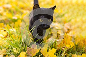 Black cat with yellow eyes walking on the grass with yellow fallen leaves