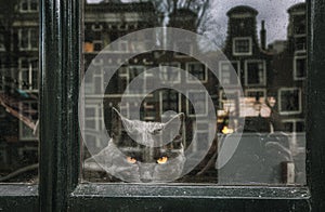 Black cat with yellow eyes on watch behind a window