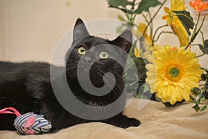 Black cat and yellow flowers