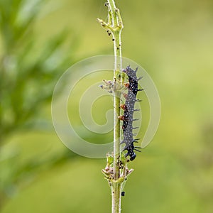 Black caterpillar of aglais io