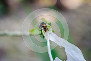 Black caterpillar on Beautiful white hibiscus flower