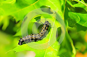 Caterpillar - Black with Yellow Stripes - Anisota Peigleri