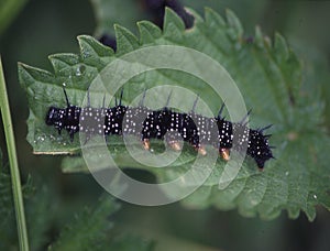 Black caterpillar on leaf