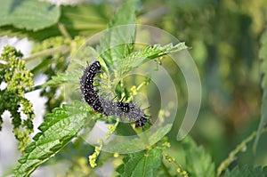 Black caterpillar on the leaves of the crop