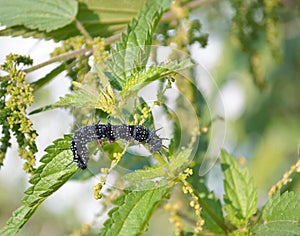 Black caterpillar on the leaves of the crop