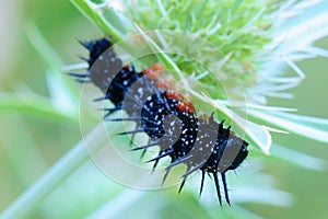 Black caterpillar under a leaf of thistle