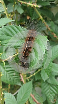 Black Caterpillar West Java  Indonesia