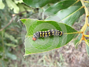 Black caterpillar with yellow spots and red head on leaf in Swaziland