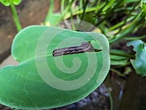 Black caterpillars eat leaves to grow and develop into pupae