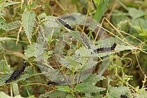 Black caterpillars of the Peacock butterfly, Aglais io, on nettle