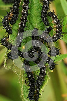 Black caterpillars of the Peacock butterfly, Aglais io, on nettle