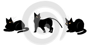 Black cats. Domestic animals poses and actions. Feline breed. Pets positions. Dark fluffy kitten lying or hunting