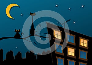 Black cats in night town