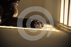 Black Cats' Paw In Sunbeam