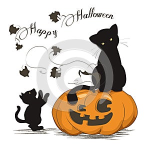 Black cats play with a halloween pumpkin