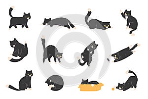 Black cats poses. Walking pussycat in different pose behavior, stretching kitten domestic animal characters, home cat