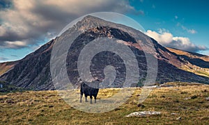 Black Cattle on Mountain Pastures