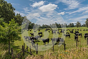 Black cattle in a pasture while grazing near Puyehue, Los Lagos, Chile