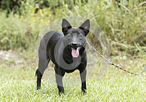 Black cattledog mix dog panting tongue