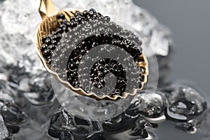 Black Caviar in golden spoon on ice. High quality natural sturgeon black caviar close-up. Delicatessen