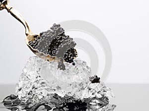 Black Caviar in golden spoon on ice. High quality natural sturgeon black caviar close-up. Delicatessen