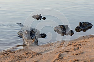 Black Cayman  niger south america photo