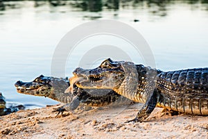 Black Cayman  niger south america photo