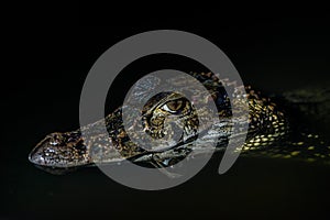 Negro caimán peruano Amazonas la jungla 