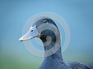 black cayuga Duck