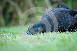 black cayuga Duck foraging