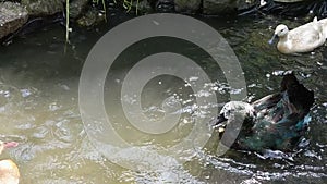 Black Cayuga duck on pond bathing, preening and splashing.