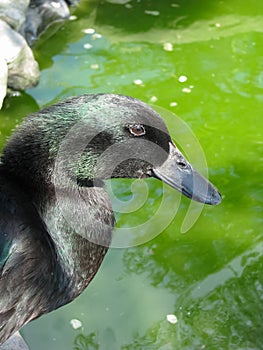 Black Cayuga duck portrait, green water background. Vertical.