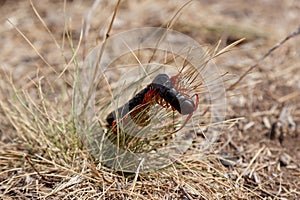 Black centipede with red paws