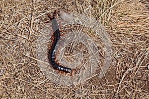 Black centipede with red paws