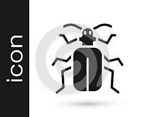 Black Chafer beetle icon isolated on white background. Vector