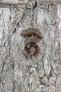 A black chaga mushroom on a birch tree. Inonotus obliquus commonly known as chaga mushroom