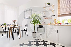 Black chairs at dining table with flowers in white flat interior with plant next to kitchenette. Real photo photo