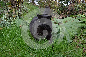 Čierna mačka Chantilly Tiffamy v záhrade