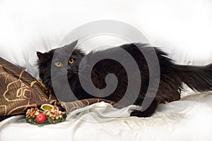 Black chantilly tiffany cat with yellow eyes
