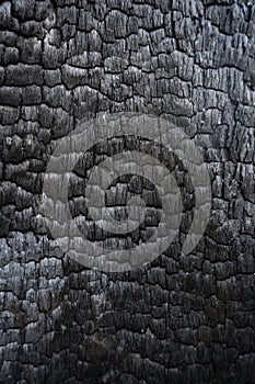 Black charred wood log interior burned in a forest fire