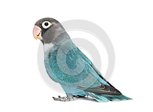 Black Cheecked Lovebird Ã¢â¬â Agapornis Nigrigenis Ã¢â¬â Blue mutation photo