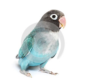 Black Cheecked Lovebird Ã¢â¬â Agapornis Nigrigenis Ã¢â¬â Blue mutation photo