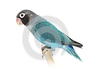 Black Cheecked Lovebird perched on a wooden stick Ã¢â¬â Agapornis Nigrigenis Ã¢â¬â Blue mutation photo