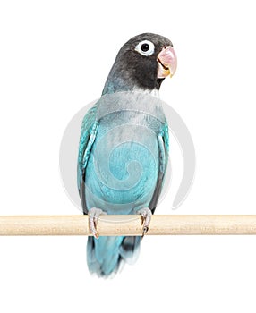 Black Cheecked Lovebird on a wooden perch Ã¢â¬â Agapornis Nigrigenis Ã¢â¬â Blue mutation photo
